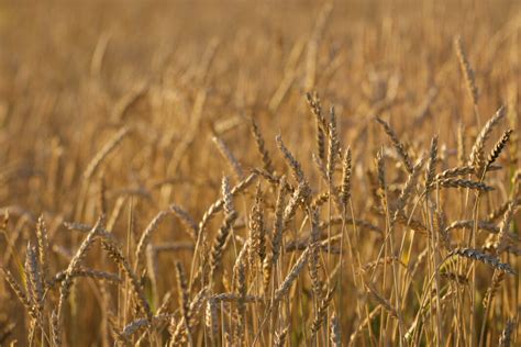 Autumn Wheat Background Royalty Free Photo