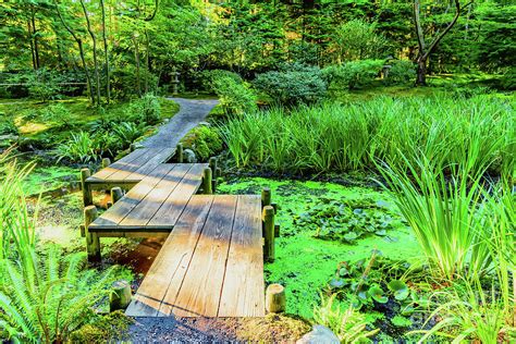 Wooden bridge across the pond with duckweed and leaves Photograph by Viktor Birkus - Pixels