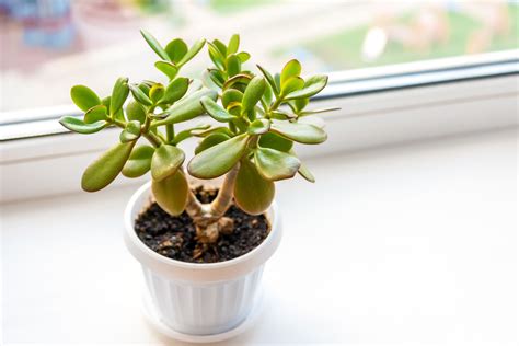 Jade Plant Care: How To Keep Your Succulent Healthy For, 55% OFF