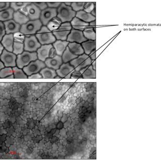 Epidermal cell shape varies on the adaxial and the abaxial surfaces ...