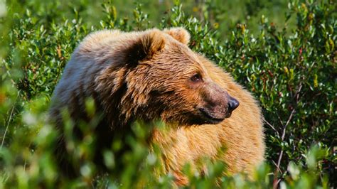 The Complete Guide to Denali National Park Wildlife