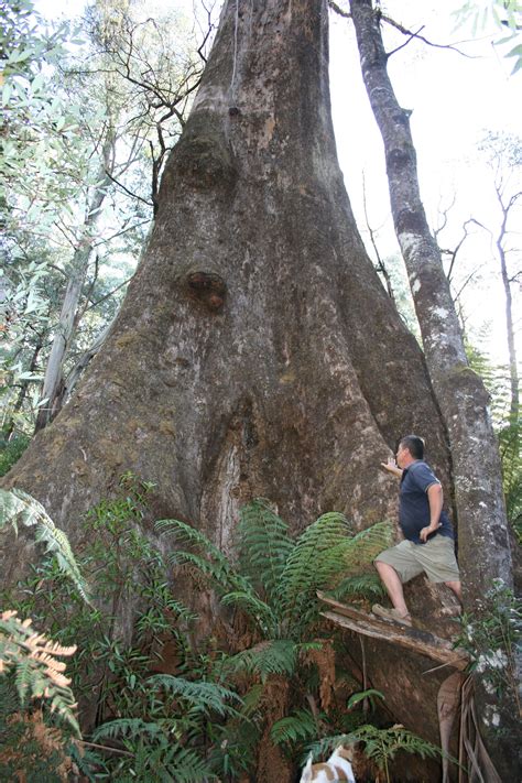 Australia's largest tree species, Largest species of flowering plant in ...