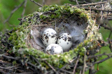 Photos of Wild Bird Nests and Eggs