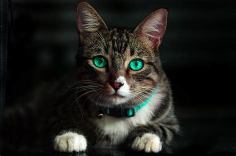 Teal Eye Cat Pictures, Photos, and Images for Facebook, Tumblr, Pinterest, and Twitter