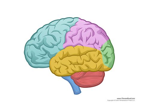 Printable Blank Brain Diagram Printable Coloring Page - vrogue.co