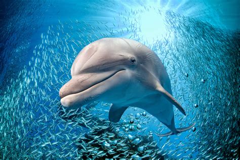 How Smart Are Dolphins? - MyStart