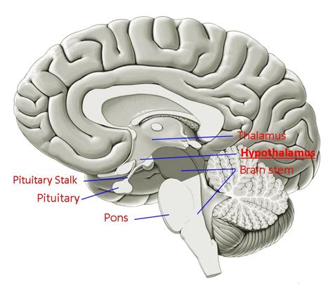 Hypothalamus function location hormones and disorders - Nursing Exam Paper