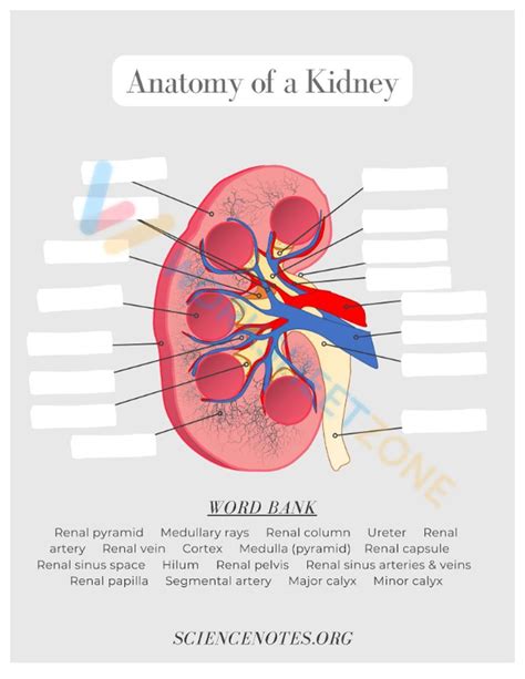 Human Being Anatomy Worksheet Zone - vrogue.co