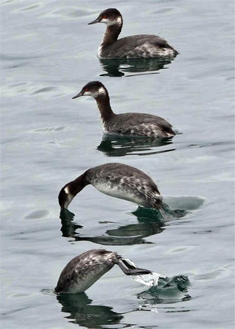 Grebe family Podicepididae