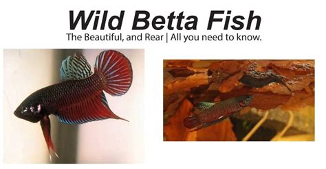 Wild Betta Fish: The Beautiful, and Rear | All you need to know.