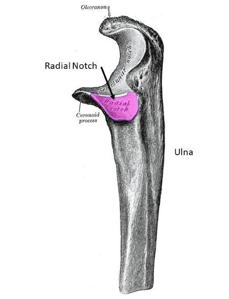 Ulna Bone Markings