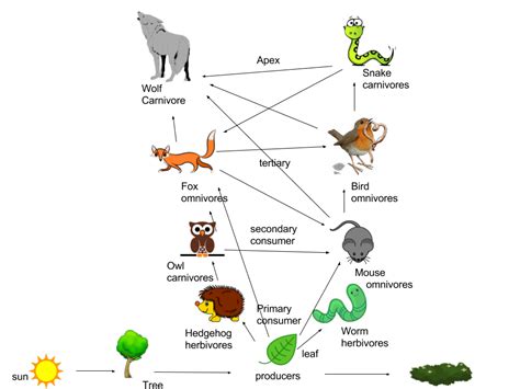 Food Web - HedgeHoG