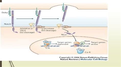 Notch signaling pathway