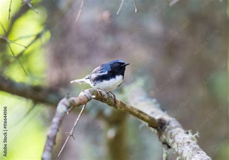 The Black Throated Blue Warbler is a handsome and familiar warbler of ...