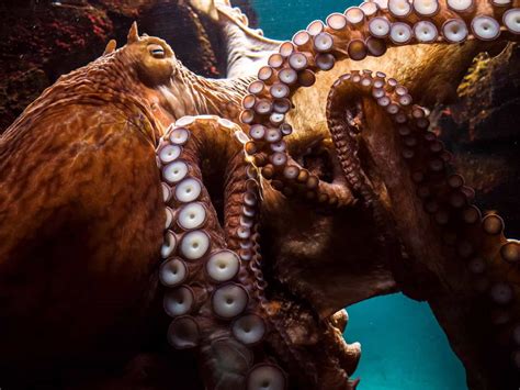 Giant Pacific Octopus - OctoNation - The Largest Octopus Fan Club!