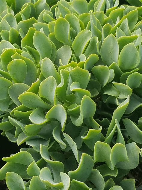 Crassula arborescens undulatifolia (NCN)