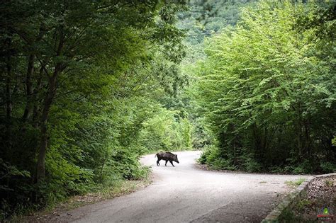 Golestan National Park Photo Gallery - Iran Travel and Tourism