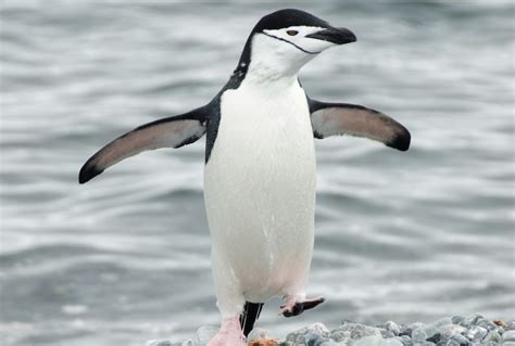 Chinstrap Penguin Facts, Habitat, Diet, Predators, Pictures