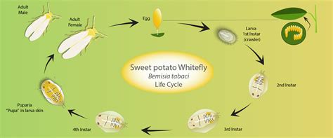 Bemisia tabaci life cycle - BioBee