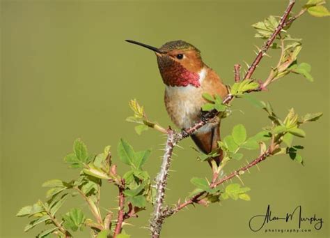 Allen's Hummingbird | Focusing on Wildlife