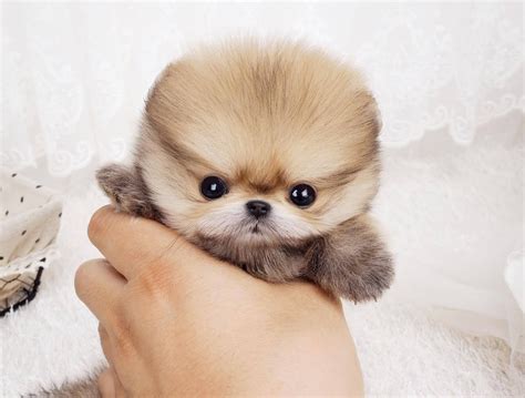 Pomeranian Teacup Dogs Wallpapers - Wallpaper Cave