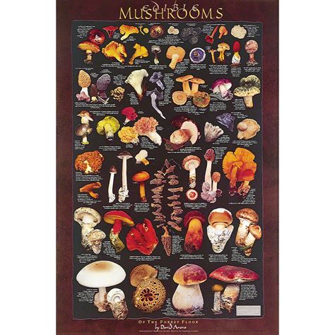 Mushroom Identification Guide Pdf