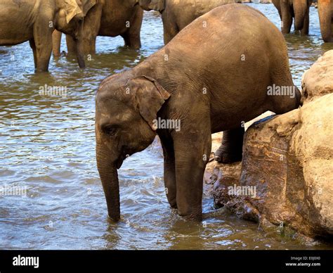 Elephant bathing at the orphanage in Sri Lanka Stock Photo - Alamy