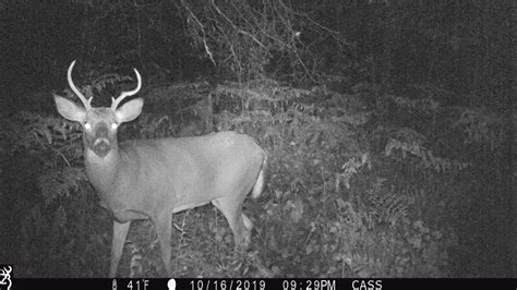 Do Deer Avoid Trail Cameras – Trail Cam Junkie