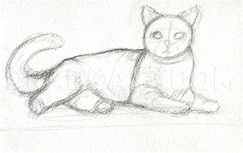 How To Draw Realistic Cats, Draw Real Cats, Step by Step, Drawing Guide, by finalprodigy ...