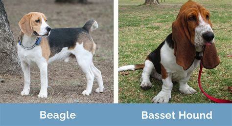 What Does A Beagle Basset Mix Look Like