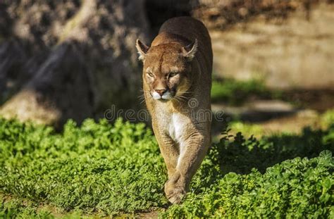 Pumas are Lives in the Patagonia Region of Argentina and Chile Stock ...