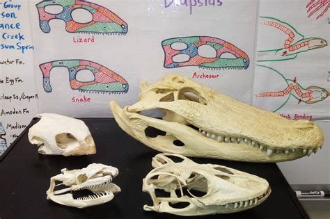 Reptile Skull Anatomy