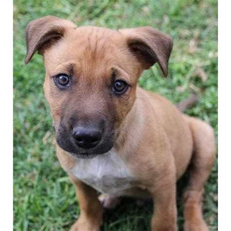 Rigby- Dingo x - Medium Male Australian Cattle Dog x Dingo Mix Dog in NSW - PetRescue