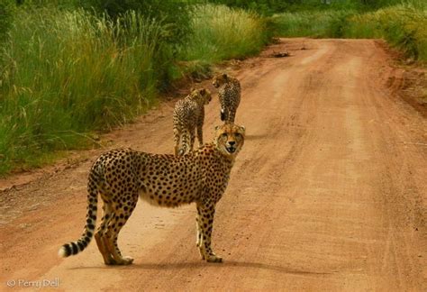 Relocation of 3 cheetah brothers from Pilanesberg - Pilanesberg Wildlife Trust