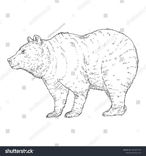 Vector Sketch Bear Side View Hand Stock Vector (Royalty Free ...