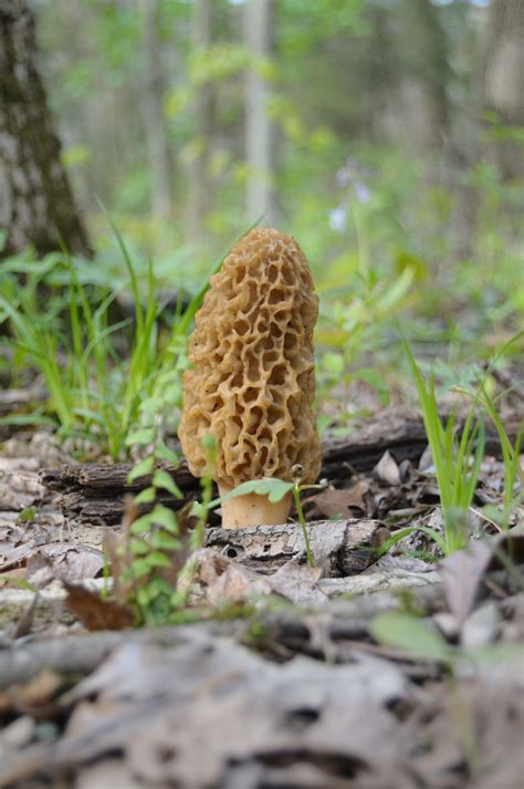 Peak morel mushroom conditions on the way