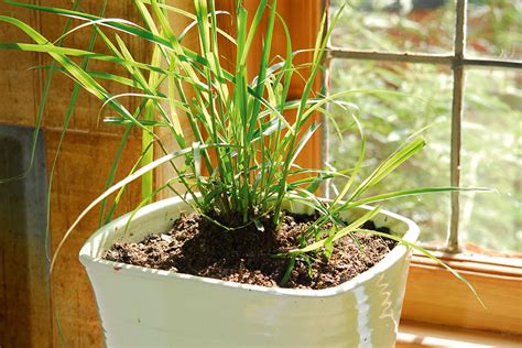 Top 16 most effective mosquito repellent indoor plants