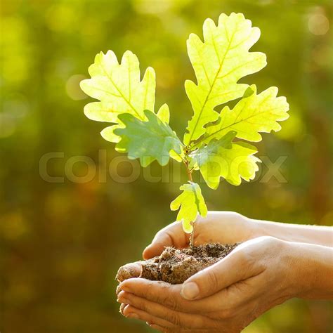 Planting a new oak tree | Stock image | Colourbox