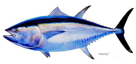 Bluefin Tuna Drawing at GetDrawings | Free download