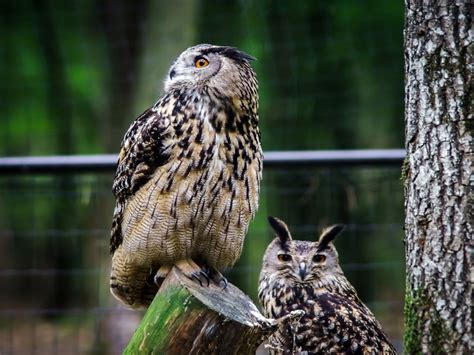 26 Stunning Images of Woodland Animals in Their Natural Habitat - Outdoors Magazine