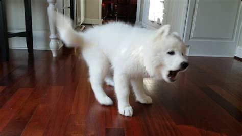 Samoyed Puppy Chasing her Tail - Nukka the Samoyed Quickie - YouTube