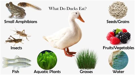 The natural diet of ducks includes insects, fish, plants, and seeds ...