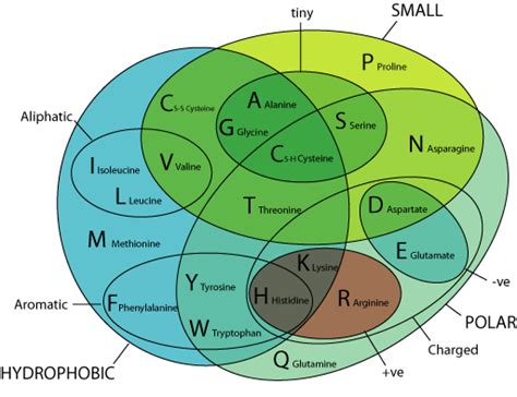 Amino Acid Properties