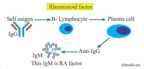 Rheumatoid Factor (RF), Rheumatoid Arthritis Factor (RA factor ...