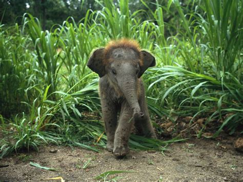 The 35 Cutest Baby Elephants You Will See Today » TwistedSifter