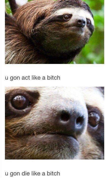 Angry Sloth is Angry | Sloths funny, Sloth pictures, Funny