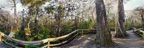 Big Cypress Bend, Fakahatchee Boardwalk, Florida 360 Panorama | 360Cities