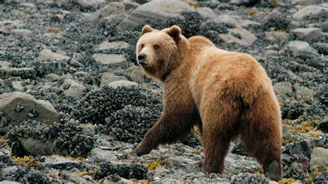 Wildlife - Glacier Bay National Park & Preserve (U.S. National Park Service)