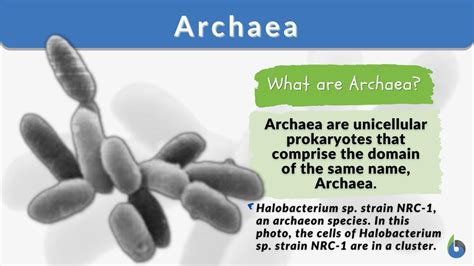 Archaea - Definition and Examples - Biology Online Dictionary