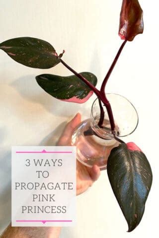 Philodendron Pink Princess Propagation: 3 Easy Methods!